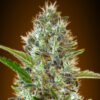 Close-up view of a mature cannabis bud displaying dense trichomes and subtle purple hues on the leaves.