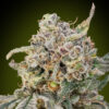 Close-up of a cannabis bud heavily coated in trichomes with visible hues of green, orange, and purple.