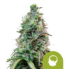 Close-up of a dense cannabis bud covered in trichomes and fine hairs, displaying a mix of green hues and orange pistils.