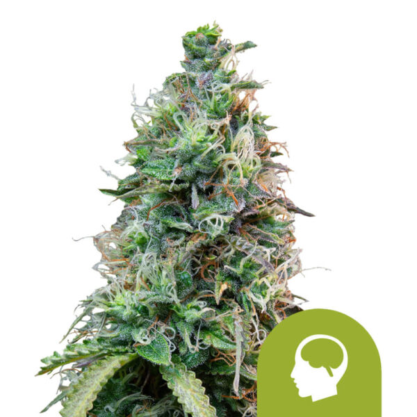 Close-up of a dense cannabis bud covered in trichomes and fine hairs, displaying a mix of green hues and orange pistils.