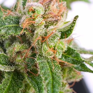 Seeds Sour Melon Mass type Automatic from Critical Mass Collective