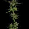 Detailed close-up of a cannabis plant showing multiple buds and leaves against a dark background.