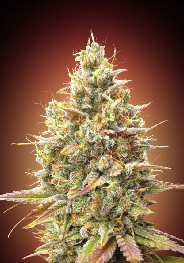 Von Anesia Seeds Auto Strawberry Banana.A close-up of a mature cannabis bud with visible trichomes, orange pistils, and a variety of green and purple hues.