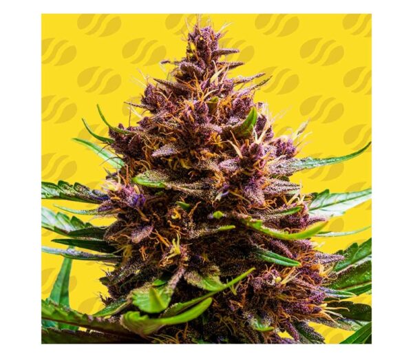 Close-up of a vibrant cannabis plant with deep purple buds and green leaves.
