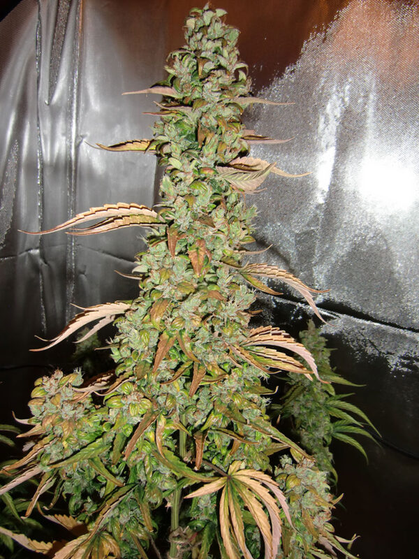 Von Dutch Passion Seeds Auto Xtreme.A tall cannabis plant with dense clusters of mature buds, showing signs of browning and fading leaves.