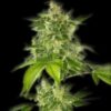 Seeds of the Automatic Haze type flower from Bulldog Seeds.