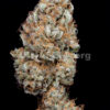Von Bulldog Seeds Autoflower Haze.Close-up of a densely packed cannabis bud with frosty trichomes and orange pistils.