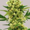 Von Bulldog Seeds Autoflower Haze.A close-up image of a mature autoflower cannabis plant with dense clusters of buds covered in trichomes. The leaves surrounding the buds are deep green with visible serration. The word "Autoflower" is displayed in bold white letters at the top.