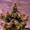 A cannabis plant in full bloom, featuring dense clusters of purple-tipped buds surrounded by a lush array of green and yellow leaves.