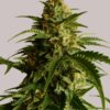 A close-up image of a cannabis plant featuring a mature bud with dense trichomes and vibrant green leaves, labeled "Autoflower" at the top.