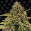 Close-up view of a cannabis bud showing detailed trichomes, pistils, and sugar leaves.