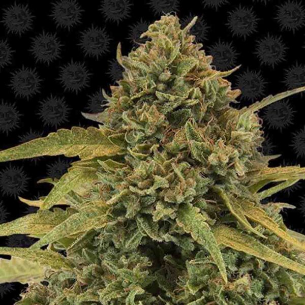 Close-up view of a cannabis bud showing detailed trichomes, pistils, and sugar leaves.