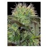 Close-up of a trichome-rich cannabis bud with vibrant yellow pistils and lush green leaves.