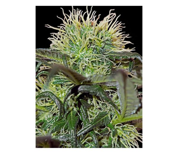 Close-up of a trichome-rich cannabis bud with vibrant yellow pistils and lush green leaves.