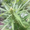 Close-up of a cannabis plant with a prominent bud surrounded by green serrated leaves.