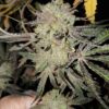A close-up photo of a mature cannabis bud with visible trichomes and hints of purple and orange hues on the leaves.