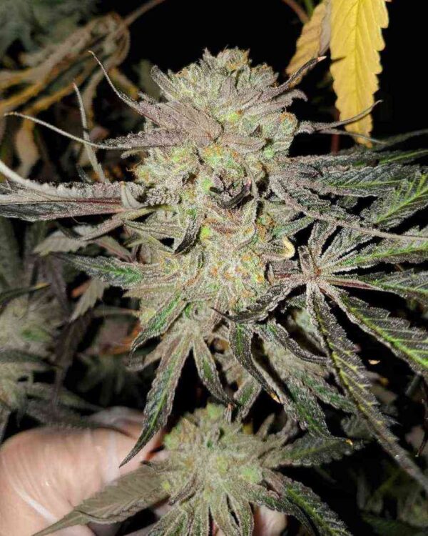 A close-up photo of a mature cannabis bud with visible trichomes and hints of purple and orange hues on the leaves.