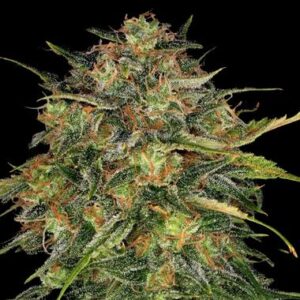 Barneys Farm Cheese Feminized Seeds from Barneys Farm Seeds.