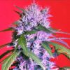 Feminized Seeds Berry Bomb type from Bomb Seeds.