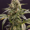 A close-up of a mature cannabis plant showing a dense cluster of buds covered in trichomes, surrounded by serrated leaves.