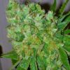 Seeds Big Buddha Blue Cheese type Feminized from Big Buddha Seeds.