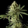 Close-up of a mature cannabis plant with dense buds and visible trichomes on a black background.