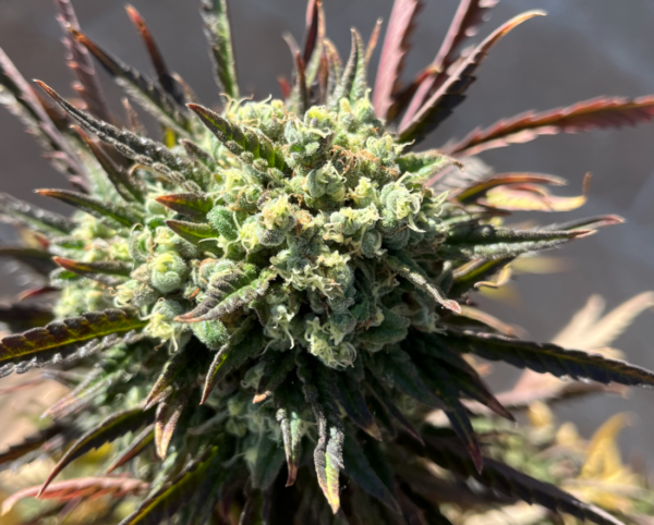 Von Big Head Seeds Big Stilton Auto.Close-up of a cannabis plant showing detailed trichomes on the bud and sharp, slender leaves with purplish tips.