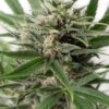 Blue Amnesia XXL Automatic seeds from DinaFem Seeds are a type of automatic cannabis seeds.