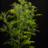 Von DinaFem Seeds Blue Amnesia XXL Auto.Tall cannabis plant with prominent buds, flourishing leaves, and a sturdy stem displayed in a pot.