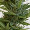 Close-up view of a cannabis plant displaying dense clusters of buds and trichomes with surrounding green leaves.