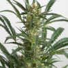 A close-up of a mature cannabis plant showcasing a dense cluster of buds surrounded by narrow, serrated leaves.