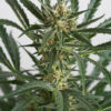 Close-up of a mature cannabis plant with a prominent, densely-packed flower cluster surrounded by slender, jagged leaves.