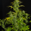A tall cannabis plant with multiple branches, featuring dense clusters of buds surrounded by narrow, serrated leaves.