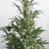 A tall cannabis plant with multiple branches, featuring dense clusters of buds surrounded by narrow, jagged leaves.