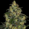 Seeds Blue Gelato 41 Feminized type from Barneys Farm Seeds.