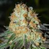 Feminized Seeds Bud Bud Bling Tingz type from Dr Krippling Seeds