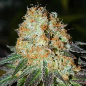 Feminized Seeds Bud Bud Bling Tingz type from Dr Krippling Seeds