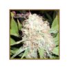 Von Dr Krippling Seeds Bud Bud Bling Tingz.Close-up image of a mature cannabis flower with dense trichomes and visible pistils.