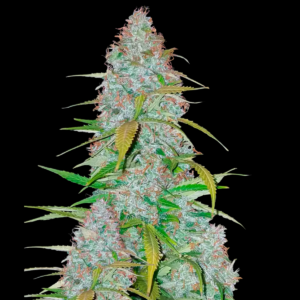 Seeds of Californian Snow, Automatic type, from Fast Buds Seeds.