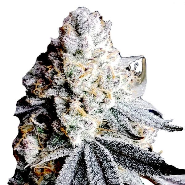 Von Fast Buds Seeds Californian Snow Auto.A close-up image of a cannabis bud shaped to resemble a human profile.