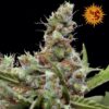 Seeds CBD Blue Shark type Feminized from Barneys Farm Seeds.