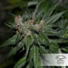 Feminized CBD Kush seeds from Dutch Passion Seeds.