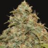 CBD Lemon Potion Seeds, Automatic type from Barneys Farm Seeds.