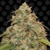 A close-up photo of a mature cannabis bud with abundant trichomes giving a frosty appearance, surrounded by vibrant green leaves.