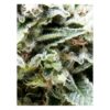 Close-up of a cannabis plant showing detailed trichomes and serrated leaves.