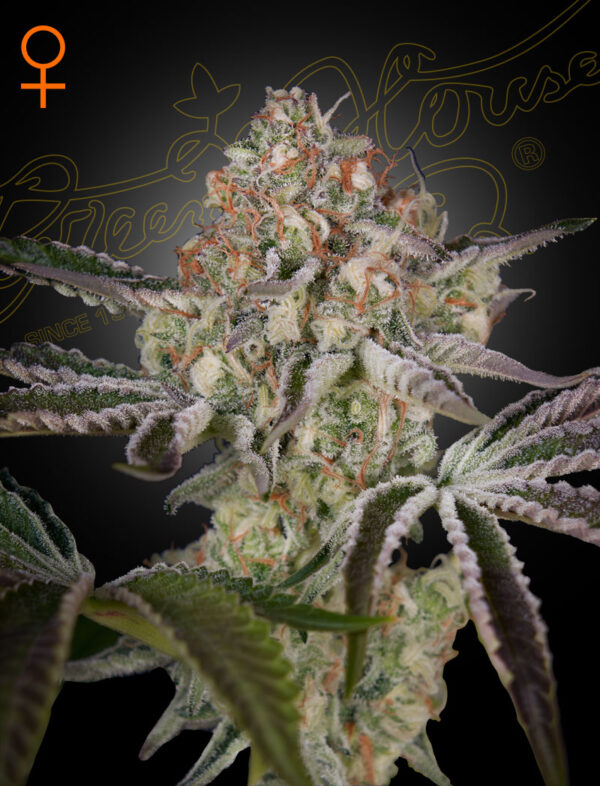 Von CBD Crew Seeds CBD Shark Feminised.Close-up of a cannabis plant with detailed view of frosty trichomes and vibrant orange pistils on dense buds.