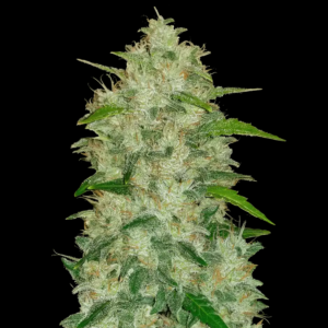 Chemdawg Automatic seeds from Fast Buds Seeds.