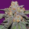 Automatic Cherry Bomb Seeds from Bomb Seeds.