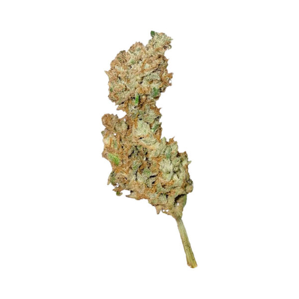 Von Dr Krippling Seeds Choc-Matic Auto.Close-up of a single cannabis bud with visible crystals and trichomes on a neutral background.
