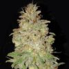 Chocolate Orange automatic seeds from Dr Krippling Seeds.
